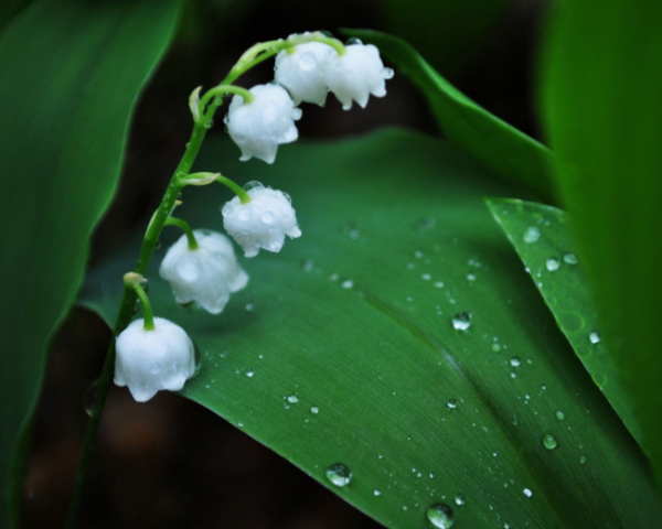 php，范围随机数