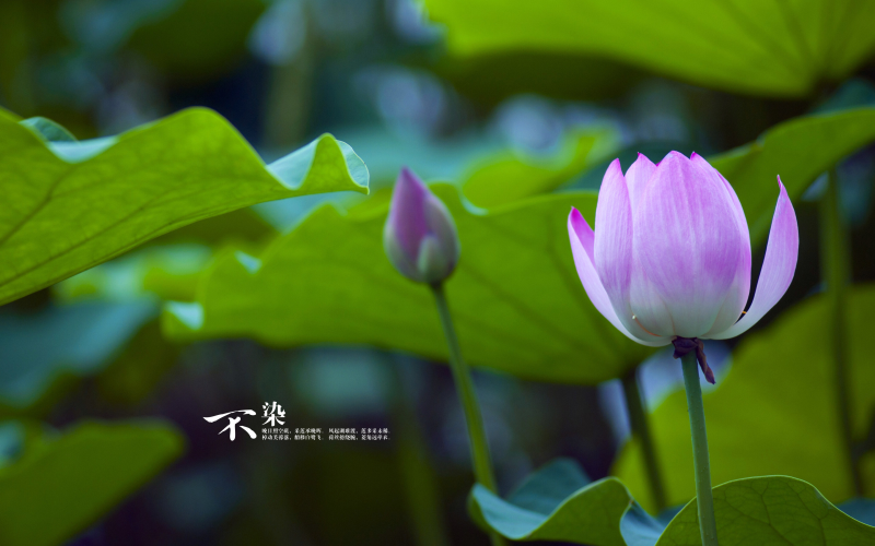 php支付接口回调函数